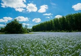 Le lin : Culture respectueuse de l'environnement 